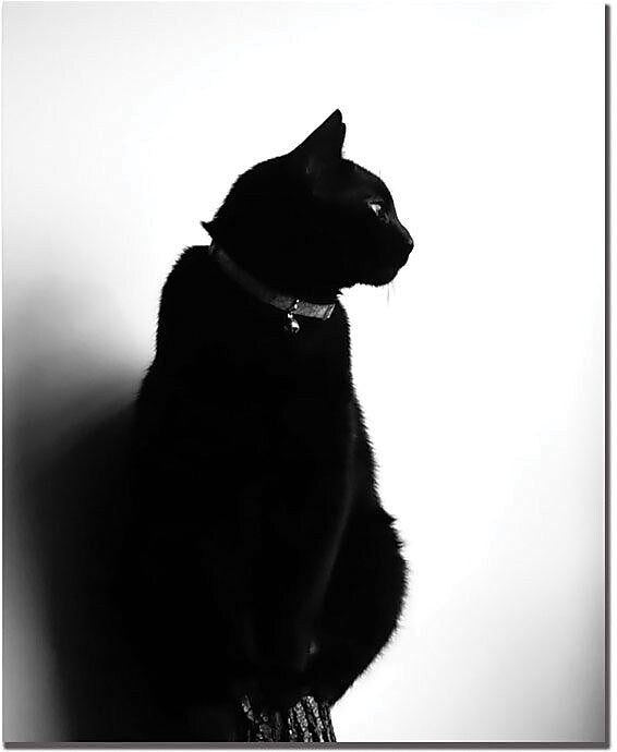 Trademark Global Tammy Davison "Chat Noir" Canvas Art, 24" x 18"