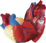 Learning Resources Cross Section Human Heart Model