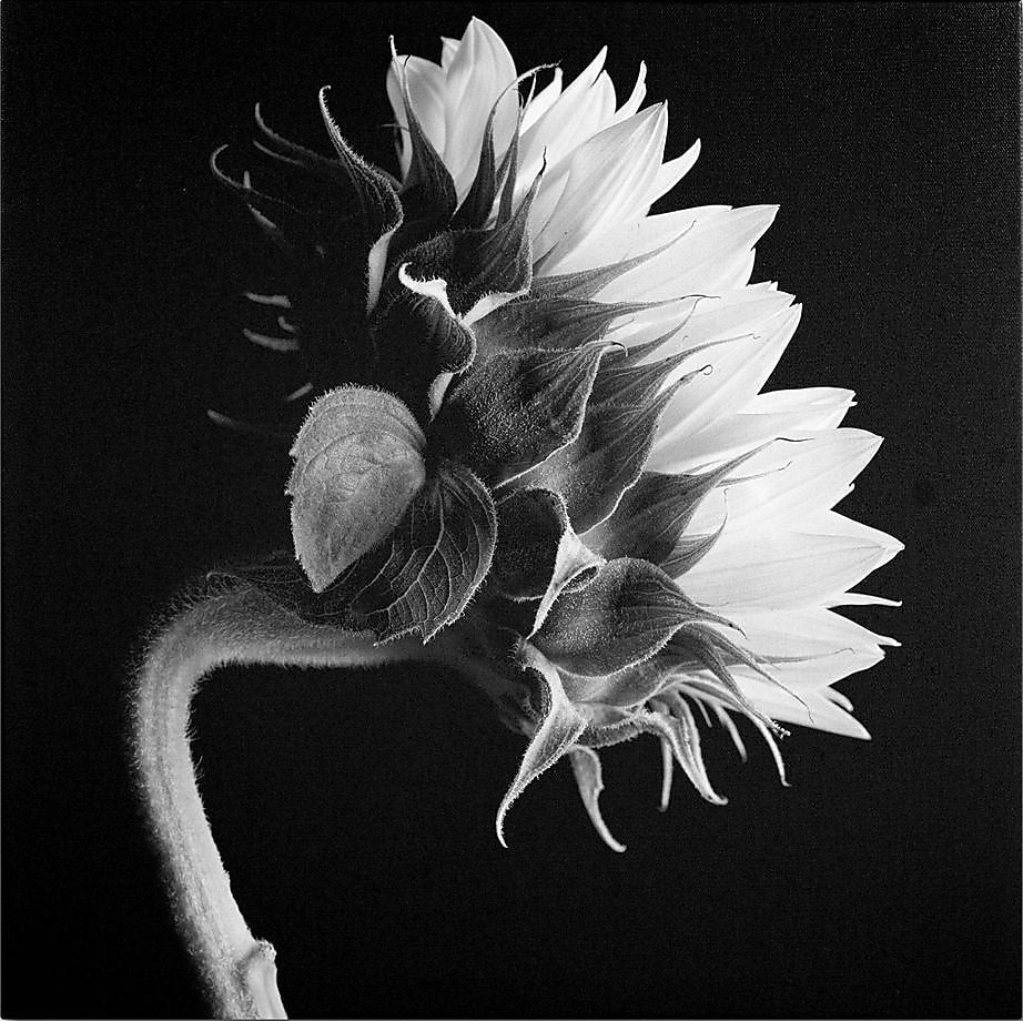 Trademark Fine Art 'Sunflower' 18" x 18" Canvas Art