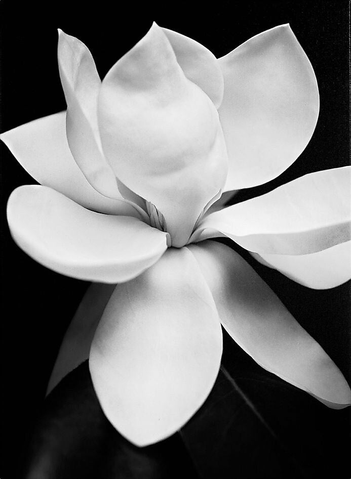 Trademark Fine Art 'Magnolia' 35" x 47" Canvas Art