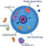 Learning Resources Giant Magnetic Animal Cell, 12/Set (LER6039)