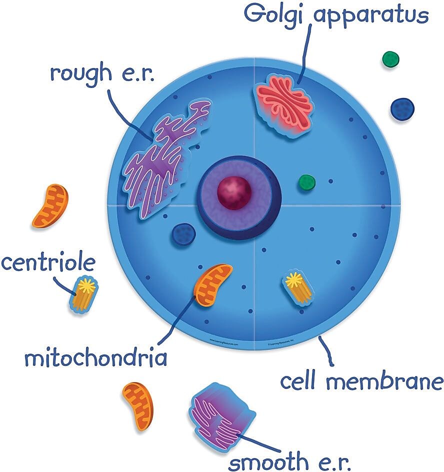 Learning Resources Giant Magnetic Animal Cell, 12/Set (LER6039)