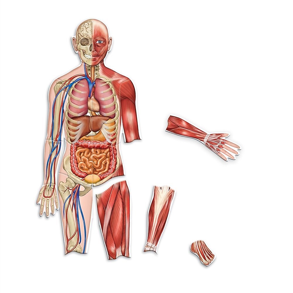 Learning Resources Double Sided Magnetic Human Body (LER6044)