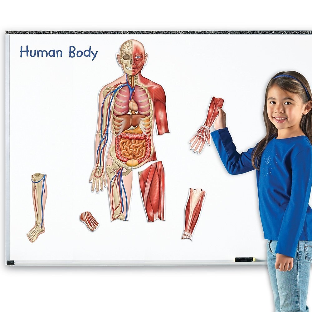 Learning Resources Double Sided Magnetic Human Body (LER6044)