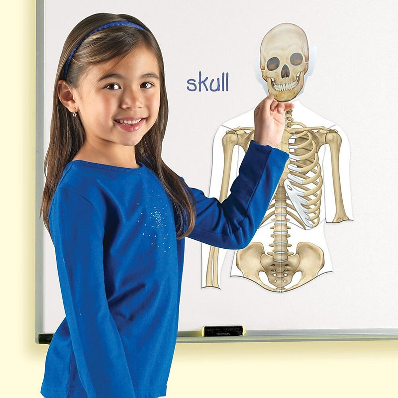 Learning Resources Double Sided Magnetic Human Body (LER6044)