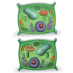 Learning Resources Cross Section Models, Plant (LER1901)
