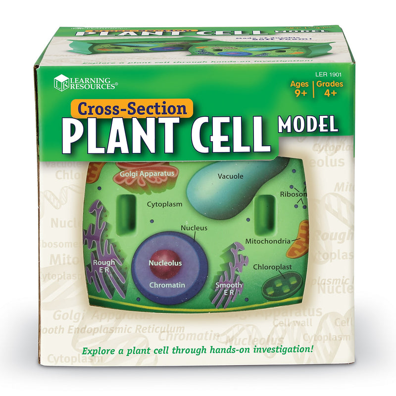 Learning Resources Cross Section Models, Plant (LER1901)