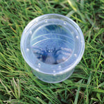 Educational Insights Geosafari Life Science, Large 3" Bug Viewer (5111)