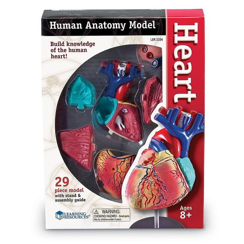 Learning Resources Heart Anatomy Model (LER3334)