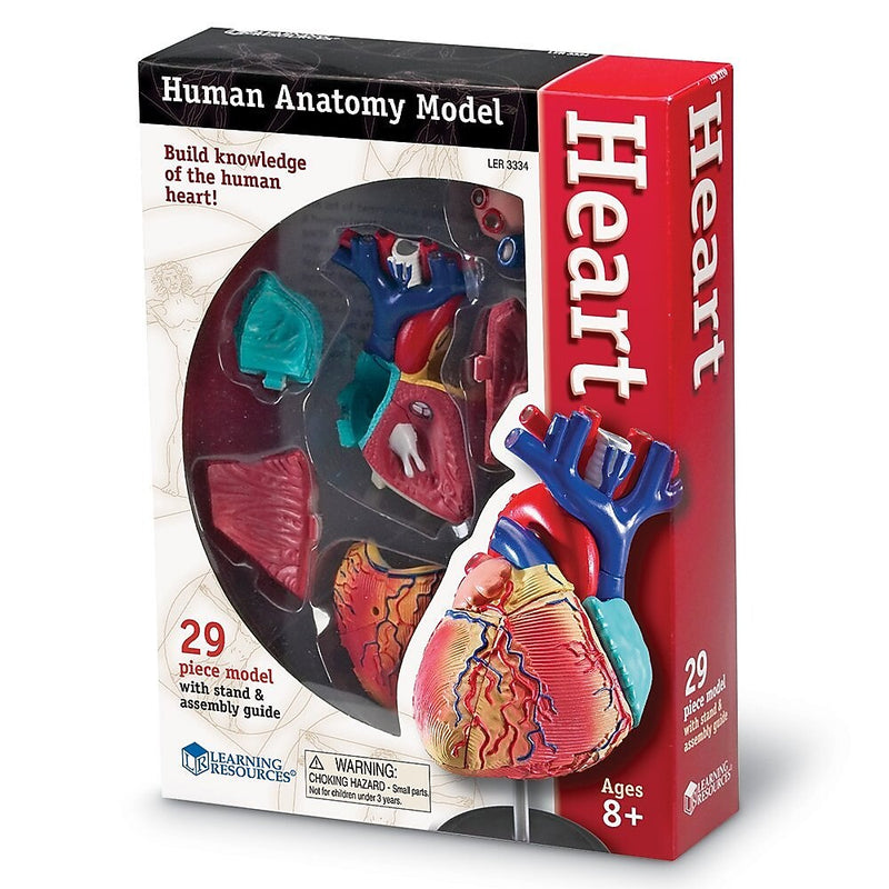 Learning Resources Heart Anatomy Model (LER3334)