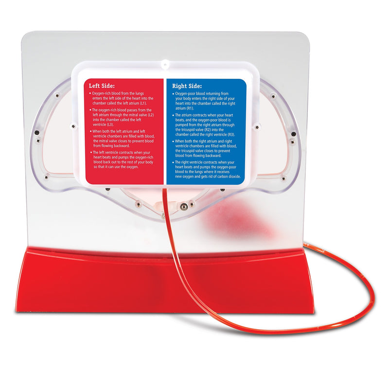 Learning Resources Pumping Heart Model (LER3535)