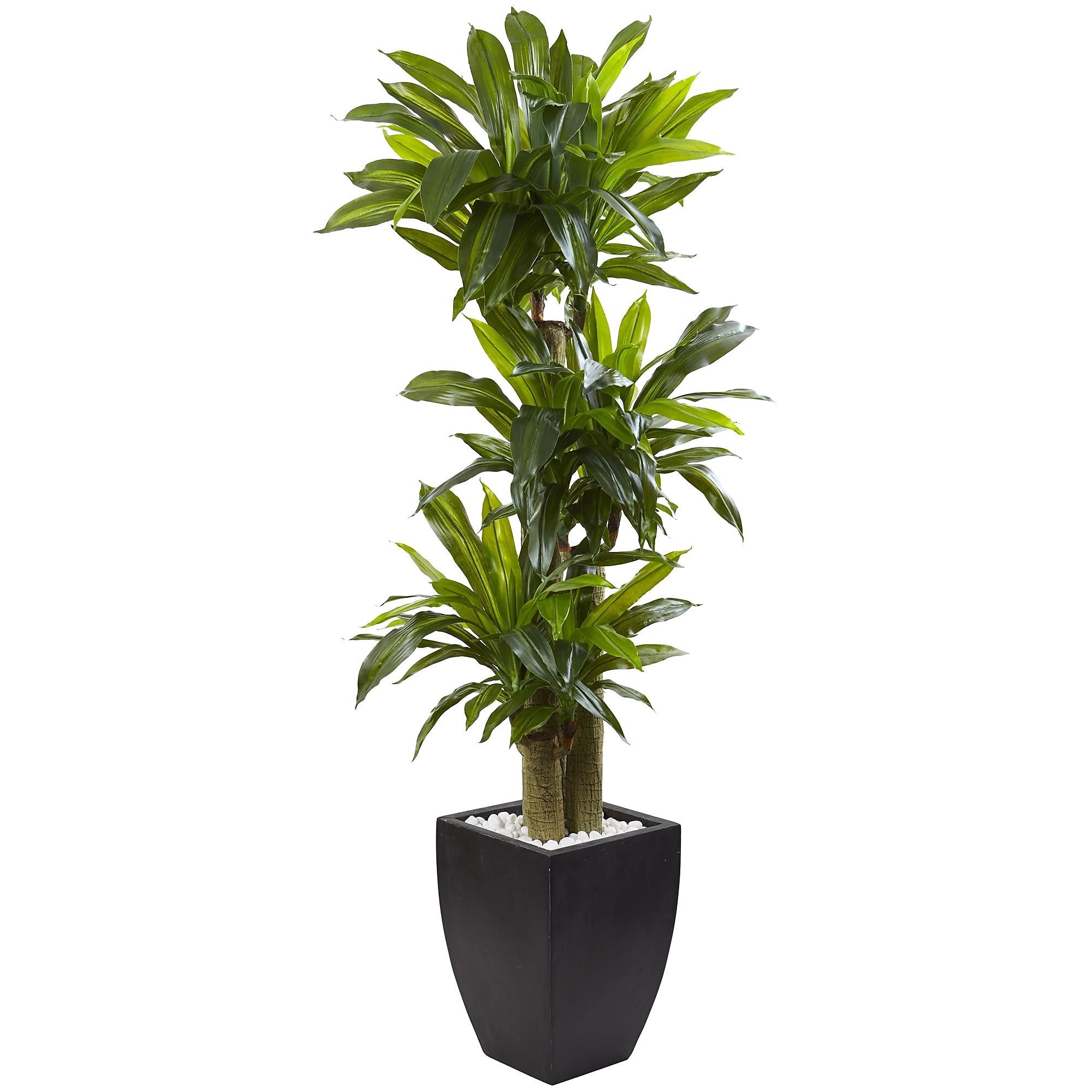 Nearly Natural 5.5’ Corn Stalk Dracaena with Black Wash Planter (6869)