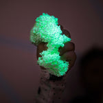 Educational Insights Playfoam Glow In The Dark, 4/Pack (1908)
