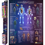 Popar Human Anatomy 32" Wall Chart, 1 ea., (AR-IHAC-B)