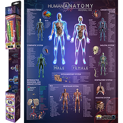 Popar Human Anatomy 32" Wall Chart, 1 ea., (AR-IHAC-B)