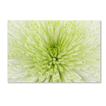 Trademark Fine Art Cora Niele 'Lime Light Spider Mum' 12" x 19" Canvas Stretched (190836258062)