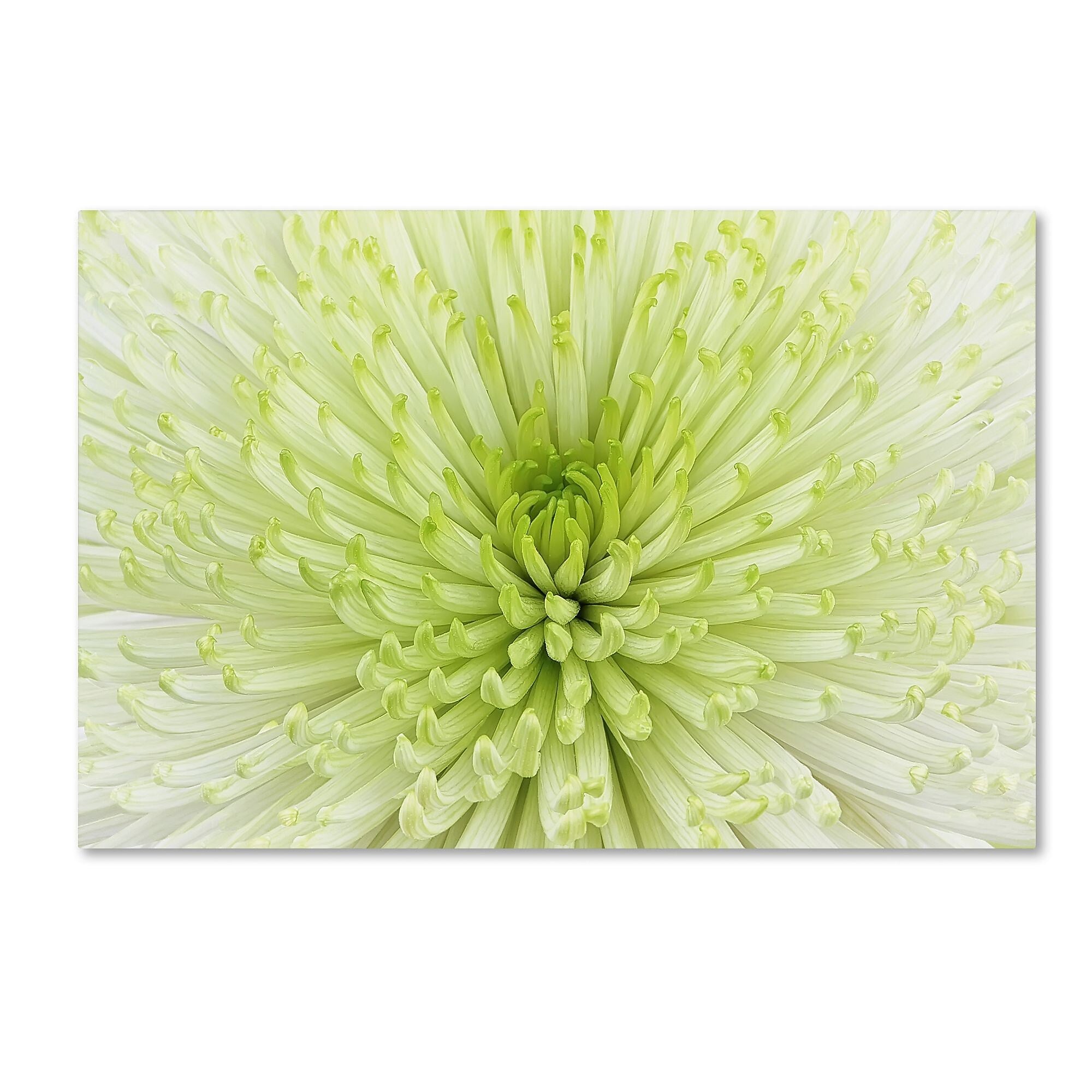 Trademark Fine Art Cora Niele 'Lime Light Spider Mum' 12" x 19" Canvas Stretched (190836258062)