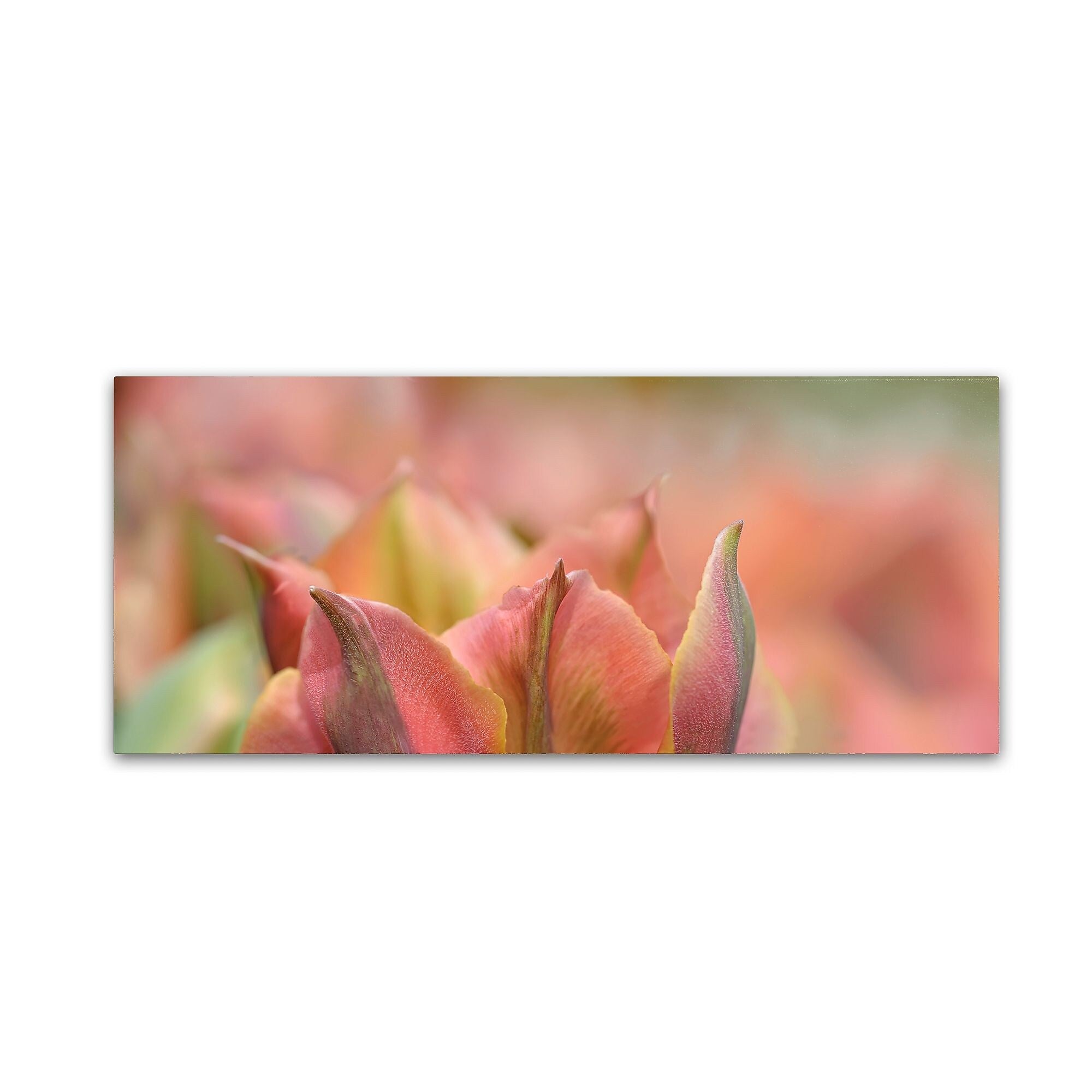 Trademark Fine Art Cora Niele 'Tulip 'Artist' Scape' 10" x 24" Canvas Stretched (190836317820)