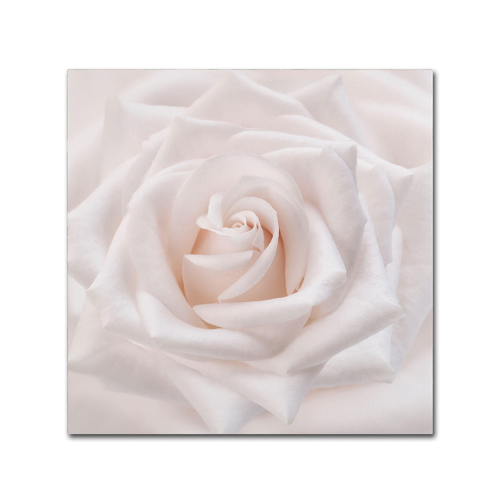 Trademark Fine Art Cora Niele 'Soft White Rose' 14" x 14" Canvas Stretched (190836309665)