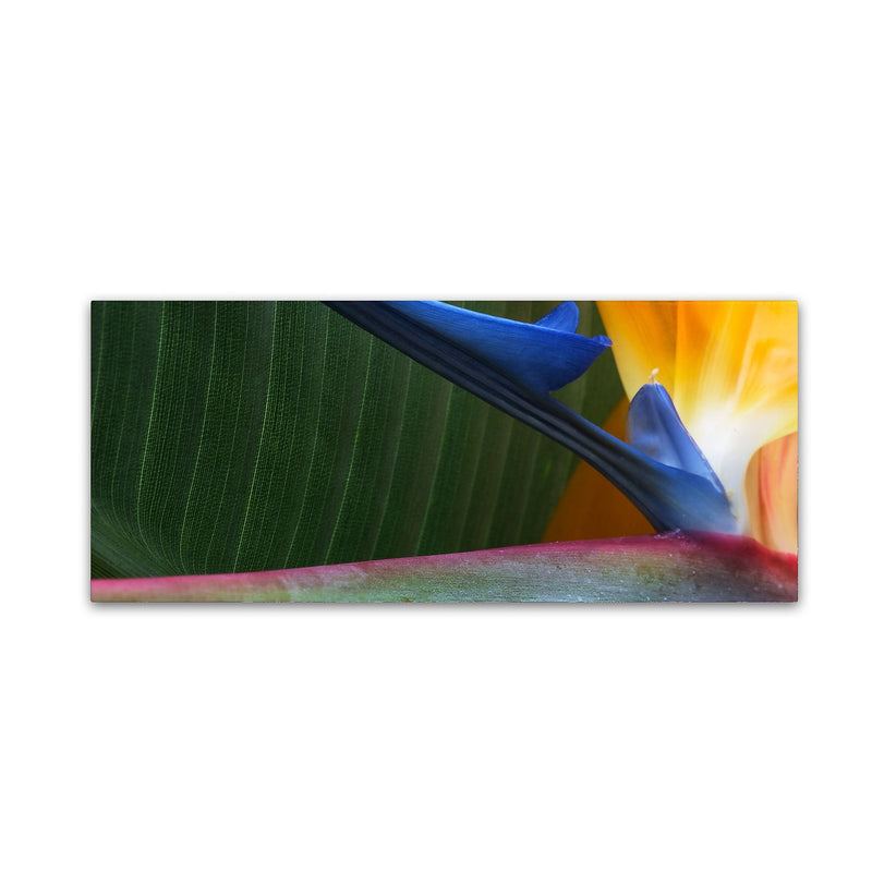 Trademark Fine Art Kurt Shaffer 'Bird of Paradise Abstract' 10" x 24" Canvas Stretched Art Print (190836005352)