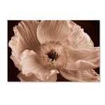 Trademark Fine Art Cora Niele 'Sepia Poppy I' 12" x 19" Canvas Stretched Art Print (190836309382)
