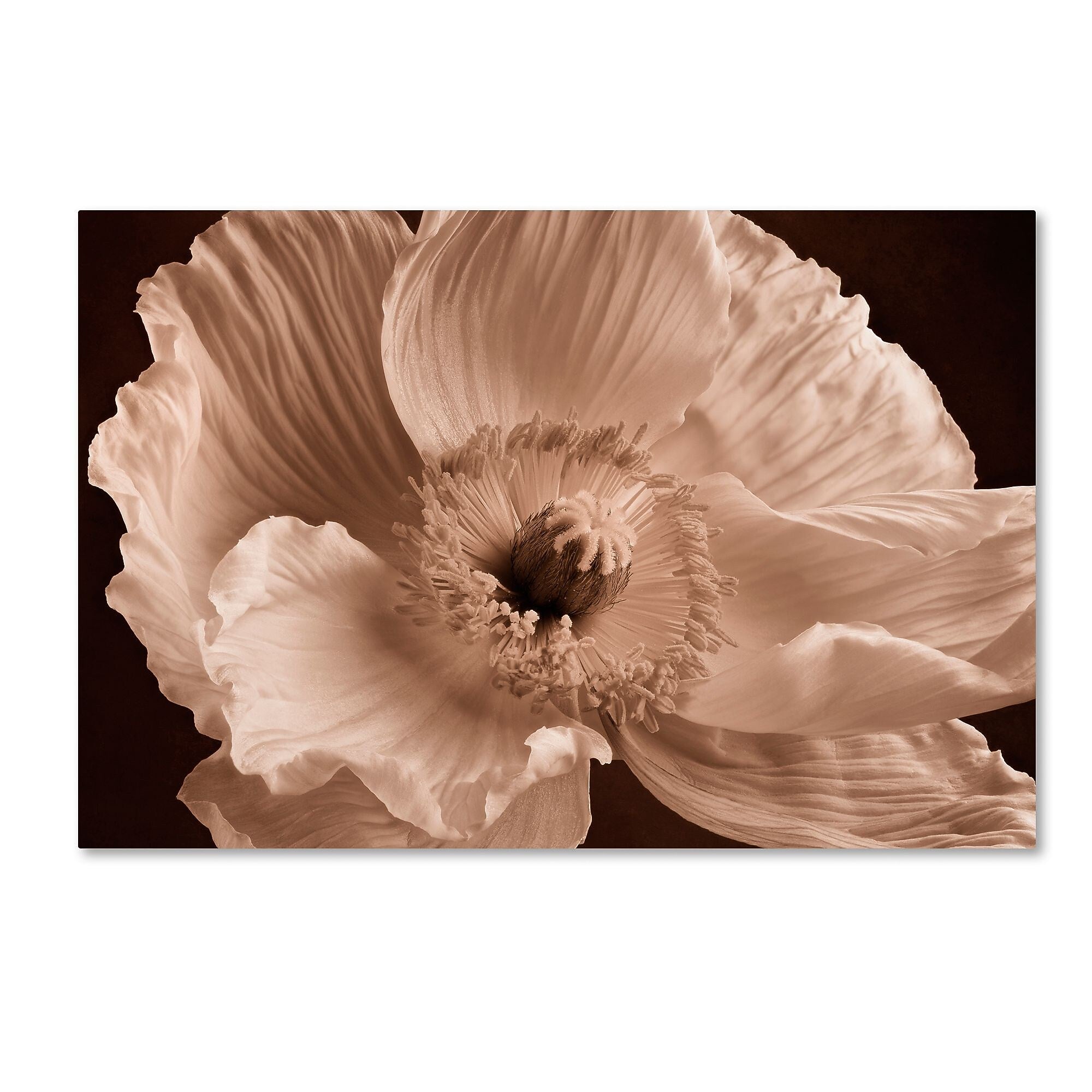 Trademark Fine Art Cora Niele 'Sepia Poppy I' 12" x 19" Canvas Stretched Art Print (190836309382)