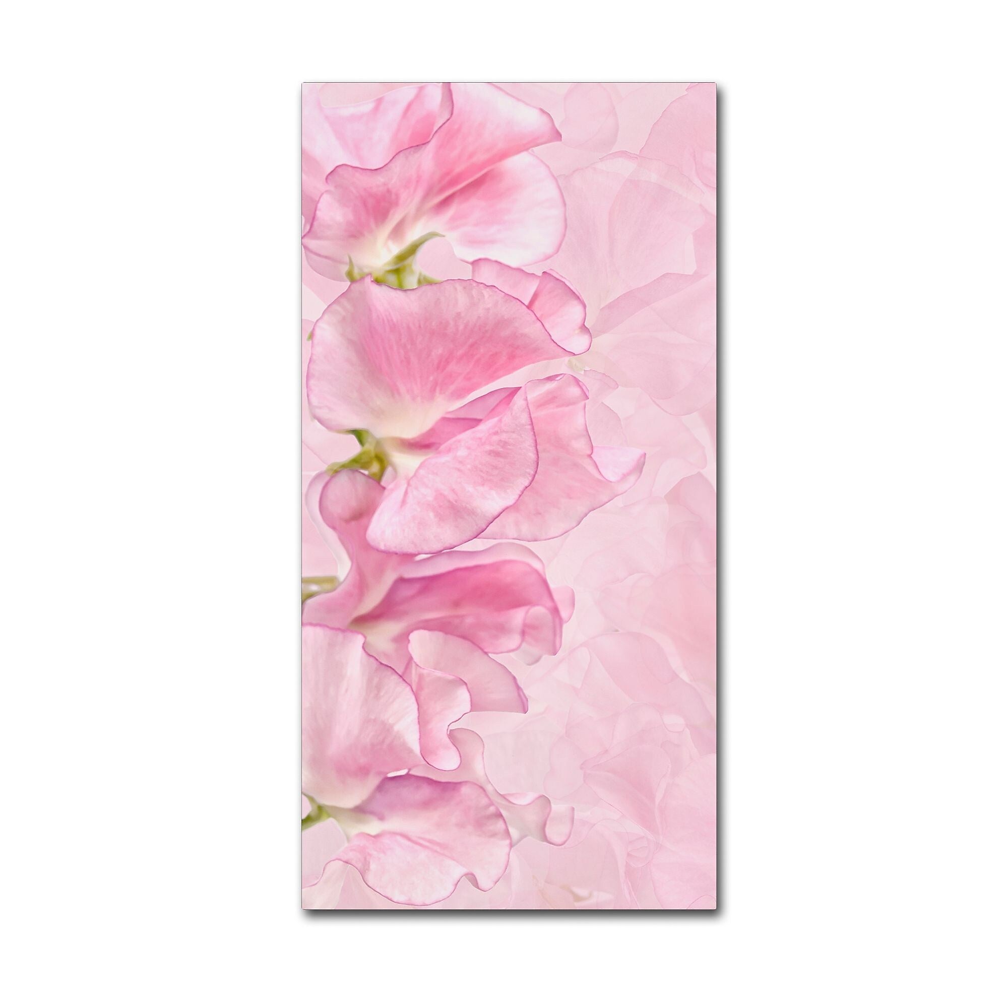 Trademark Fine Art Cora Niele 'Pink Sweet Peas' 12" x 24" Canvas Stretched (190836317714)