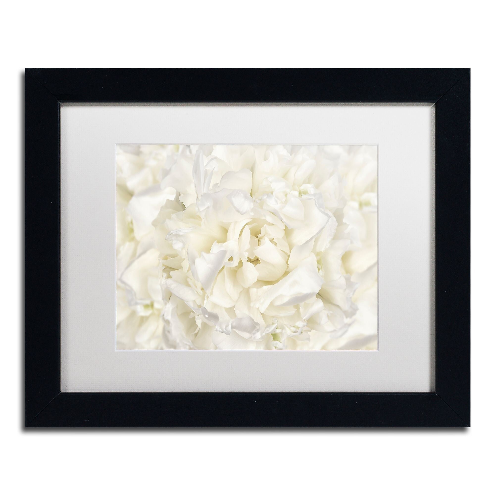 Trademark Fine Art Cora Niele 'White Peony Flower' 11" x 14" Matted Framed (190836311040)