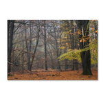 Trademark Fine Art Cora Niele 'Hazy Wood' 12" x 19" Canvas Stretched Art Print (190836316380)