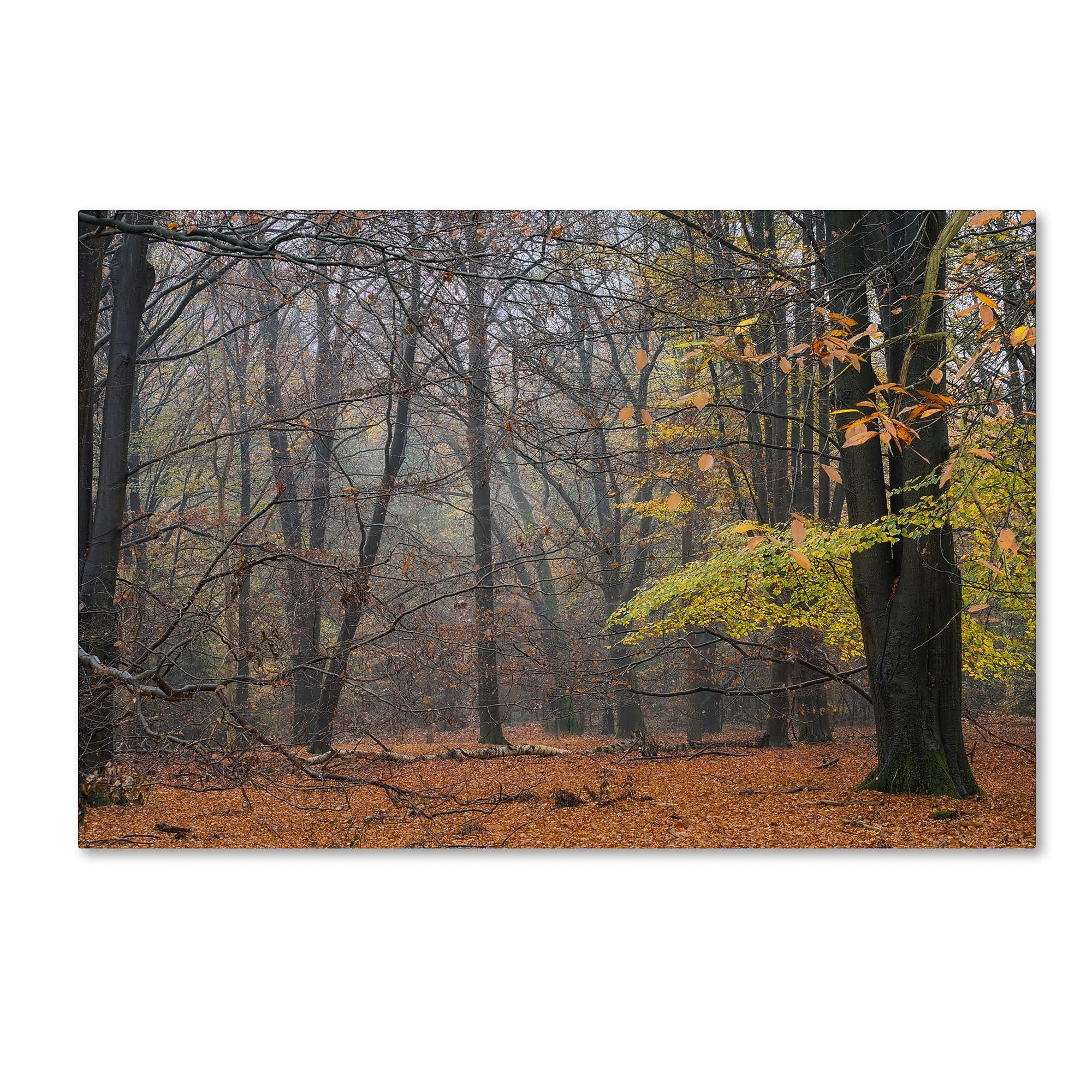 Trademark Fine Art Cora Niele 'Hazy Wood' 12" x 19" Canvas Stretched Art Print (190836316380)