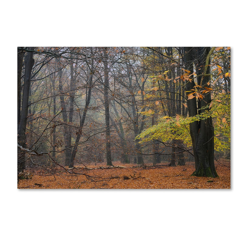 Trademark Fine Art Cora Niele 'Hazy Wood' 12" x 19" Canvas Stretched Art Print (190836316380)