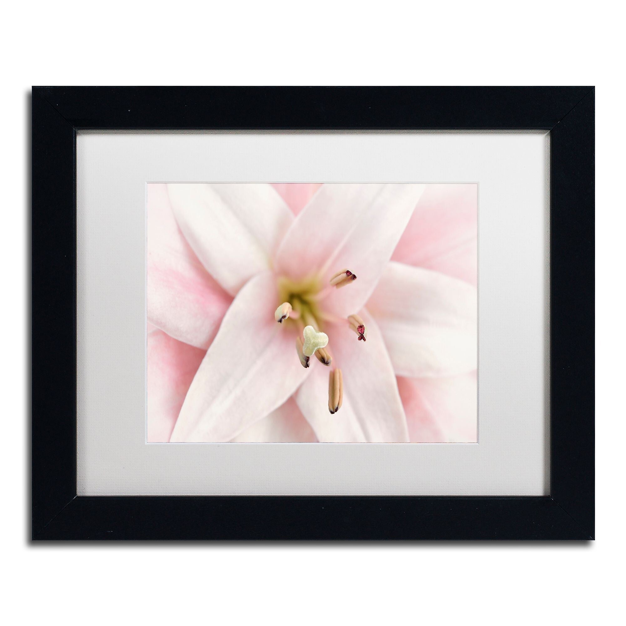 Trademark Fine Art Cora Niele 'Pink Lily' 11" x 14" Matted Framed (190836306985)