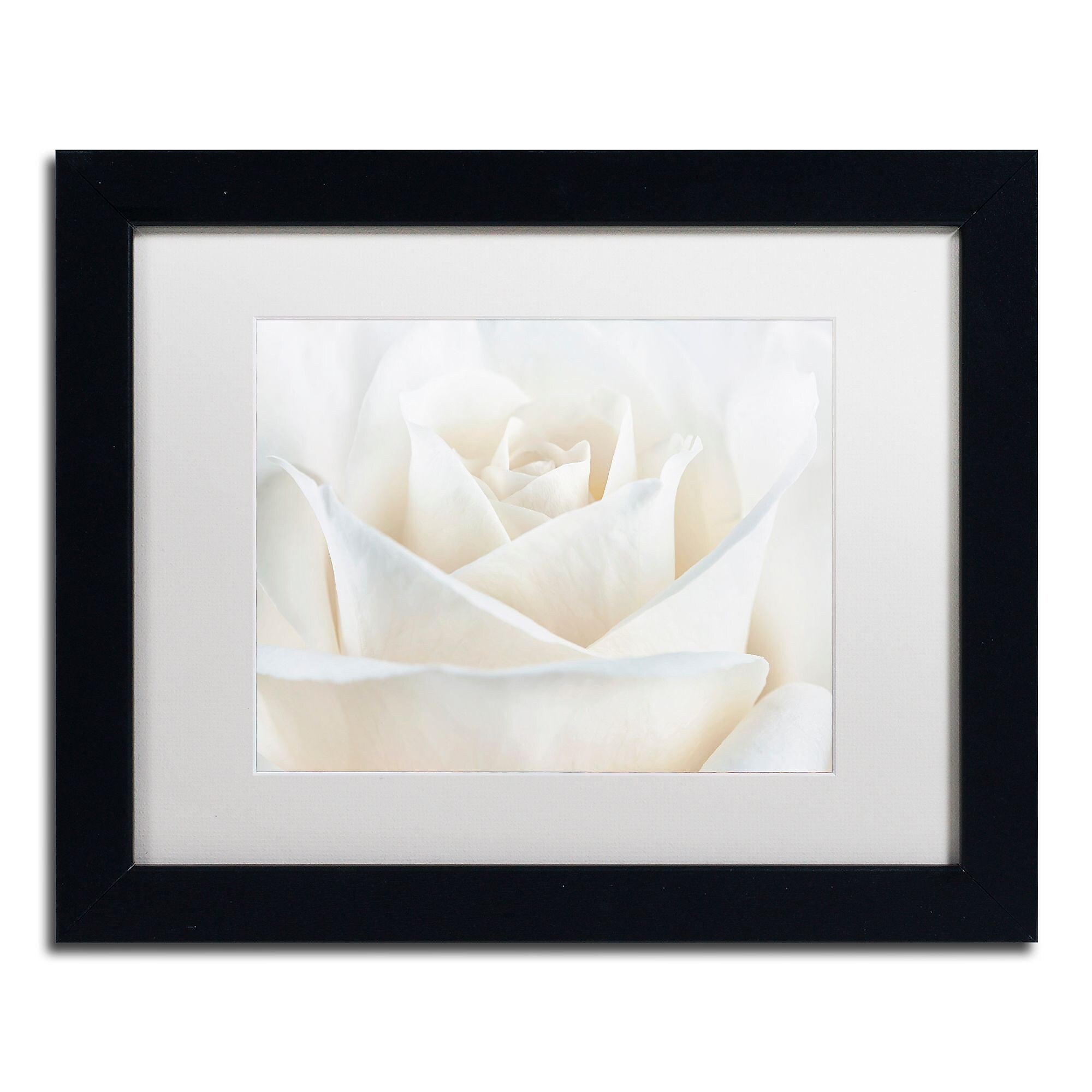 Trademark Fine Art Cora Niele 'Pure White Rose' 11" x 14" Matted Framed Art Print (190836308668)