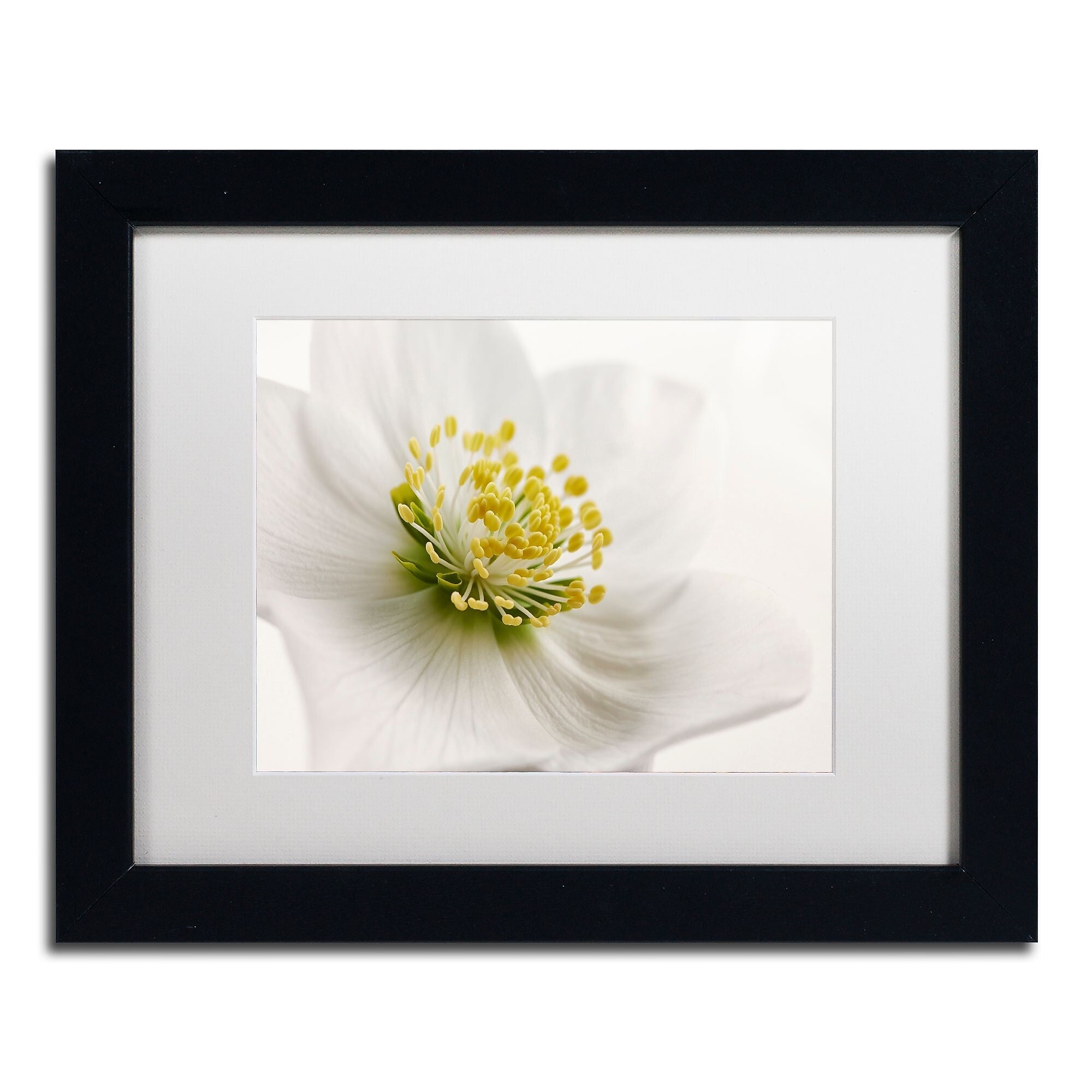 Trademark Fine Art Cora Niele 'White Helleborus' 11" x 14" Matted Framed Art Print (190836310906)