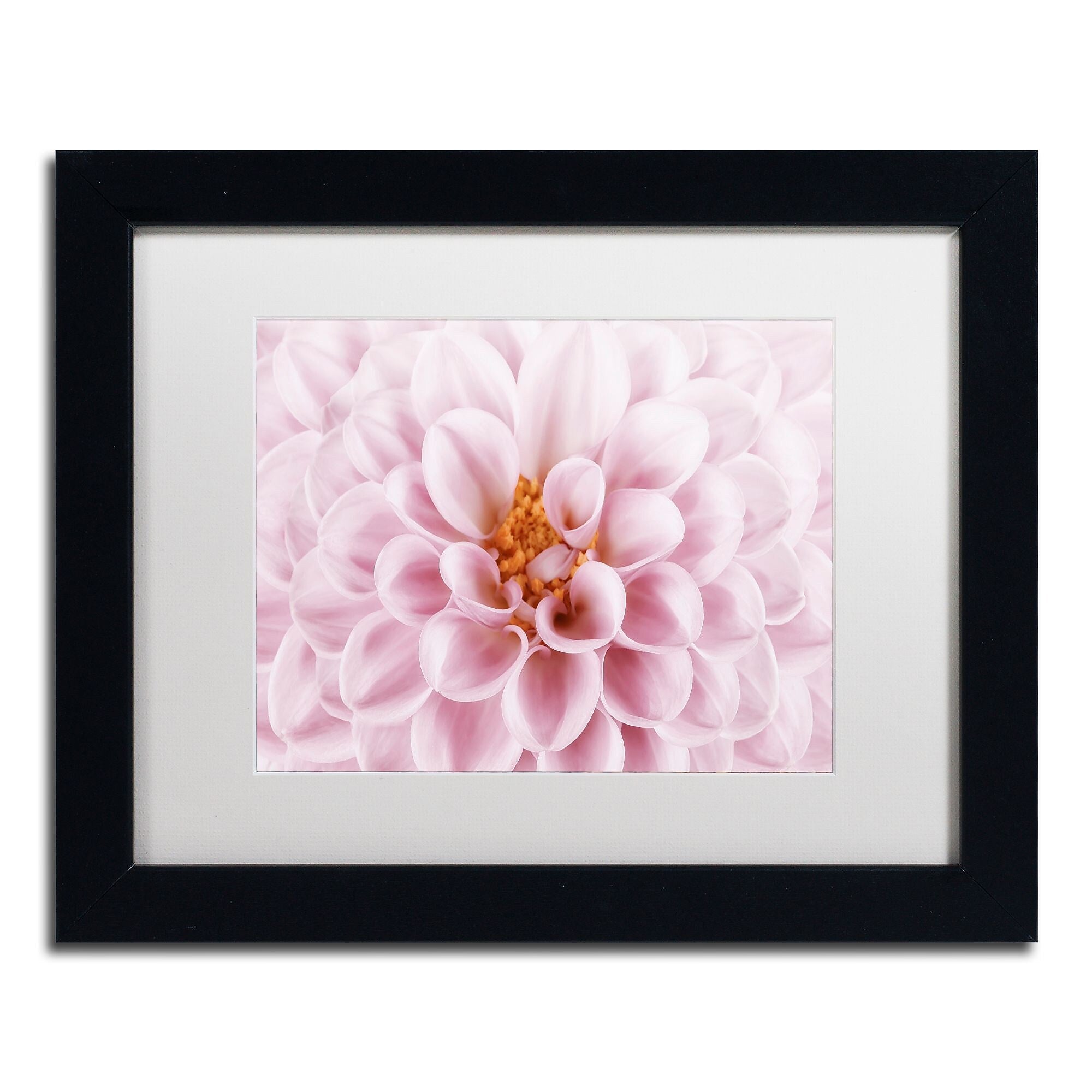 Trademark Fine Art Cora Niele 'Pink Dahlia' 11" x 14" Matted Framed (190836306848)