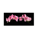 Trademark Fine Art Cora Niele 'Glowing Sweet Peas' 8" x 19" Canvas Stretched (190836317332)