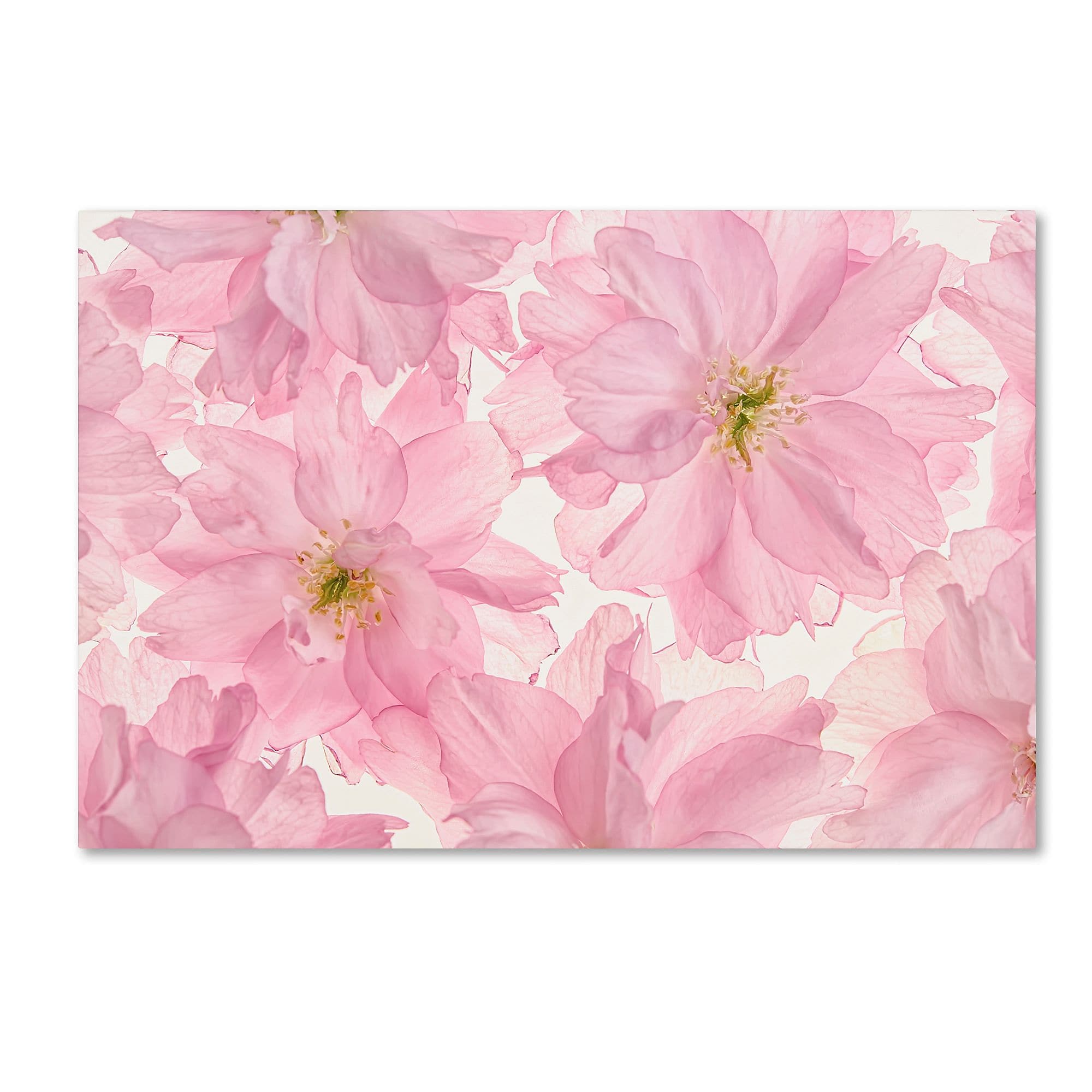 Trademark Fine Art Cora Niele 'Pink Cherry Blossom' 12" x 19" Canvas Stretched (190836306725)