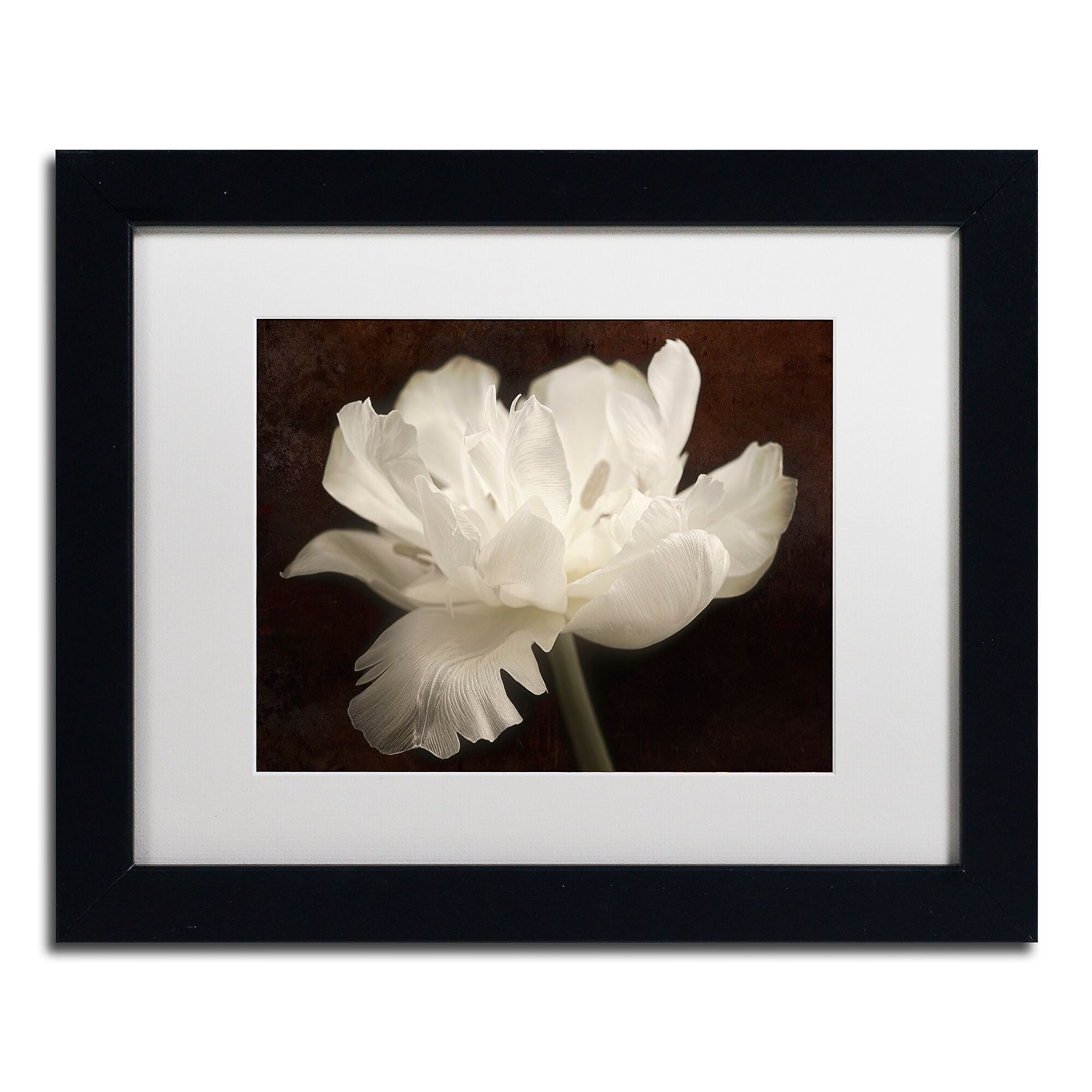 Trademark Fine Art Cora Niele 'White Tulip II' 11" x 14" Matted Framed (190836311743)