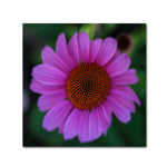 Trademark Fine Art Kurt Shaffer 'Purple Coneflower' 18" x 18" Canvas Stretched Art Print (190836007967)