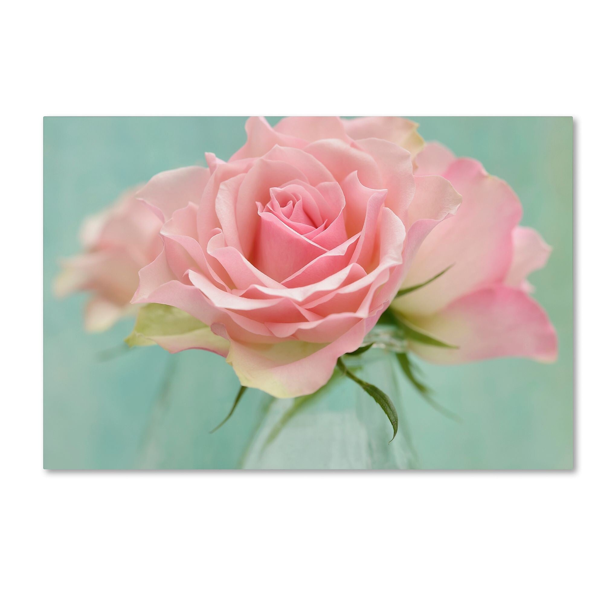 Trademark Fine Art Cora Niele 'Pink Roses' 12" x 19" Canvas Stretched (190836260225)