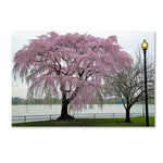 Trademark Fine Art CATeyes 'Cherry Tree' 12" x 19" Canvas Stretched (190836098200)