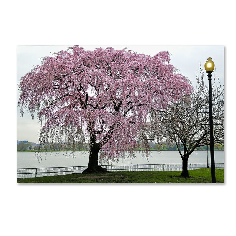 Trademark Fine Art CATeyes 'Cherry Tree' 12" x 19" Canvas Stretched (190836098200)