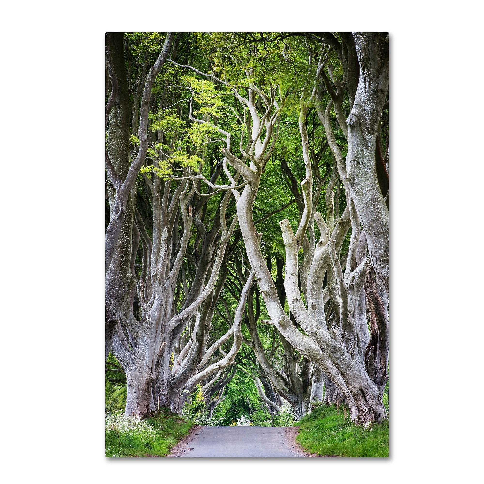Trademark Fine Art Philippe Sainte-Laudy 'Down There' 12" x 19" Canvas Stretched Art Print (190836219704)