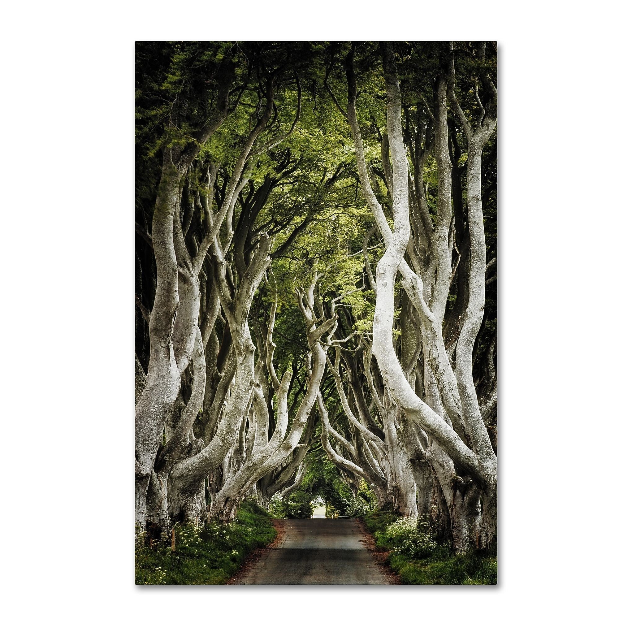 Trademark Fine Art Philippe Sainte-Laudy 'Romantic Avenue' 12" x 19" Canvas Stretched Art Print (190836224043)