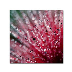 Trademark Fine Art Beata Czyzowska Young 'Pink Melody' 14" x 14" Canvas Stretched (190836185047)