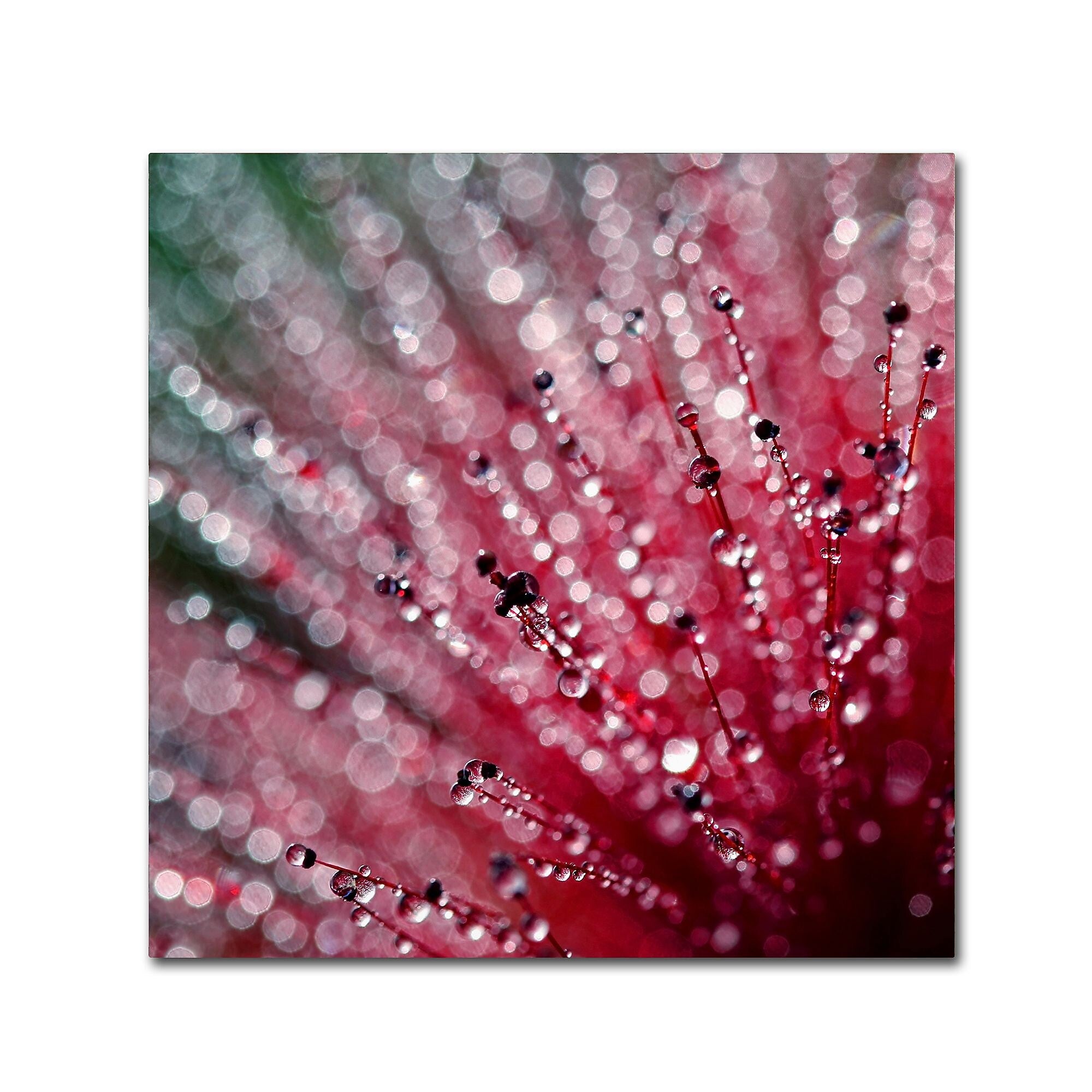 Trademark Fine Art Beata Czyzowska Young 'Pink Melody' 14" x 14" Canvas Stretched (190836185047)