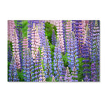Trademark Fine Art Cora Niele 'Blue Pink Lupine Field' 12" x 19" Canvas Stretched Art Print (190836247103)