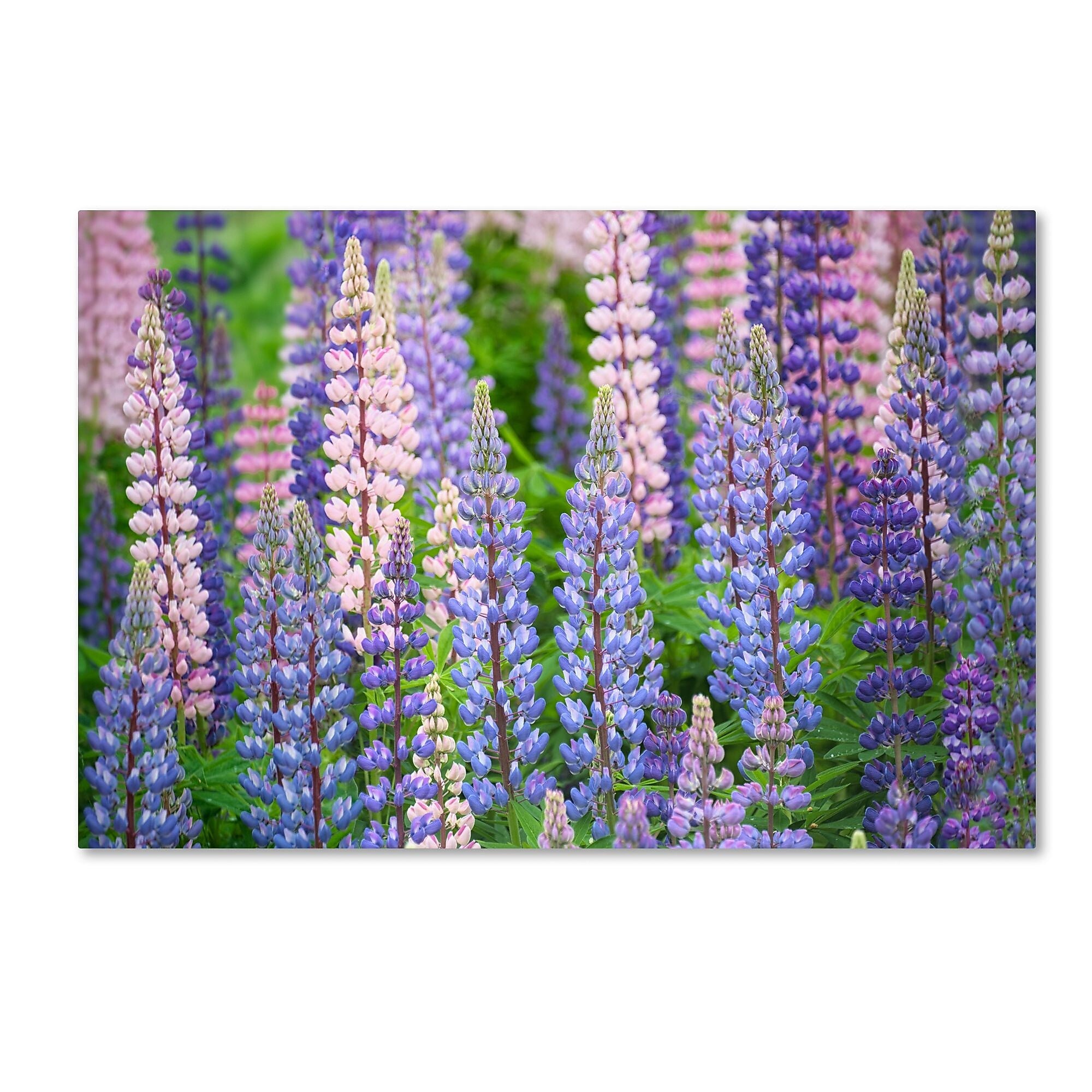 Trademark Fine Art Cora Niele 'Blue Pink Lupine Field' 12" x 19" Canvas Stretched Art Print (190836247103)