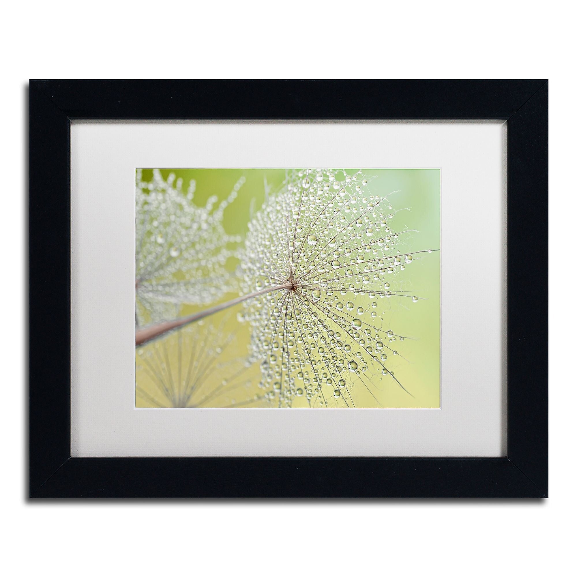 Trademark Fine Art Cora Niele 'Dewy Dandelion' 11" x 14" Matted Framed (190836251742)