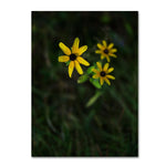 Trademark Fine Art Kurt Shaffer 'Brown-Eyed Susan' 14" x 19" Canvas Stretched Art Print (190836005437)